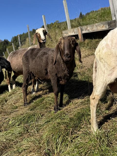 Braunes Bergschaf