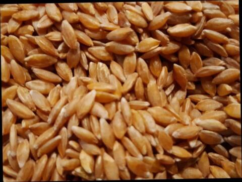 Bio Einkorn