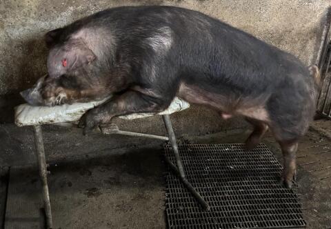 Reinrassiger Duroc-Zucht-Eber