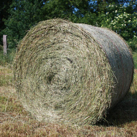 Suche noch 4 Großballen
