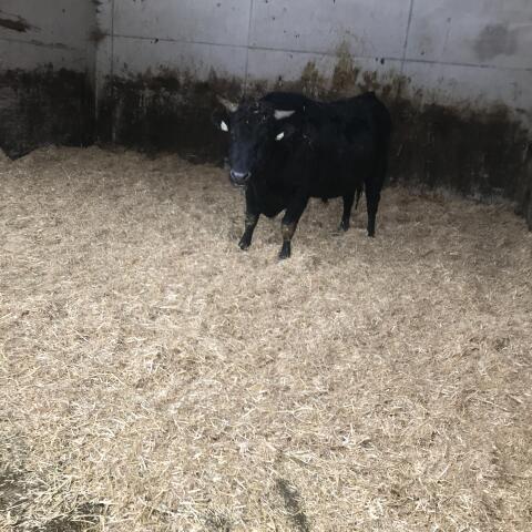 Wagyu-Stier, reinrassig (Bio)