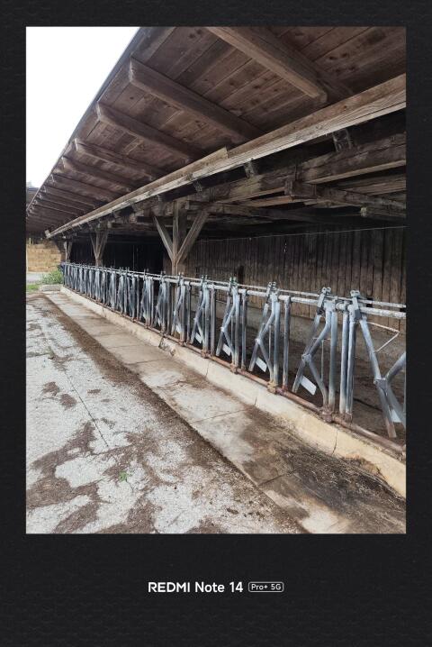 Aufstallung Rinder