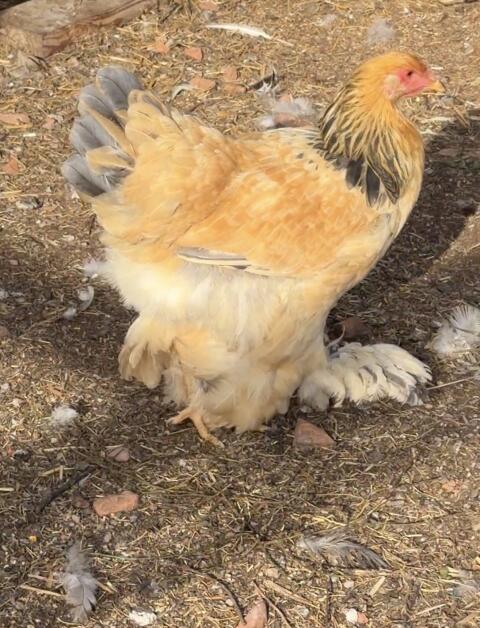 Brahma GBC/GSC