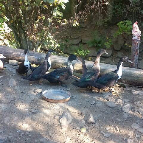Hausenten