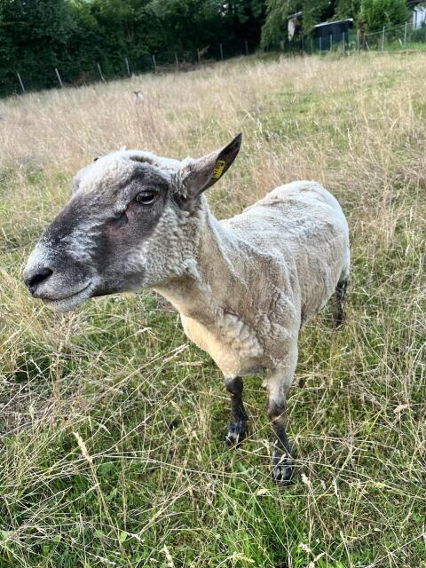 Verkaufe Shropshire-Herde oder Einzelverkauf