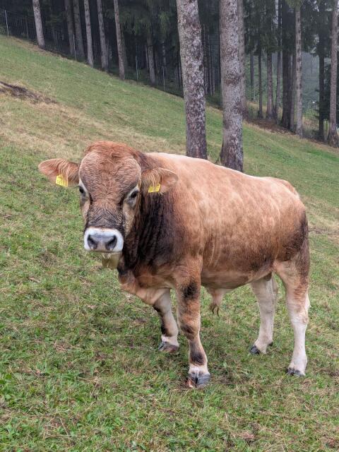 3 Murbodner Stier