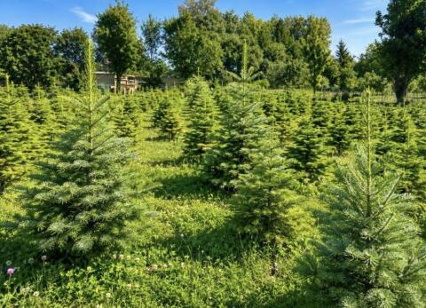 Christbäume auf der Suche