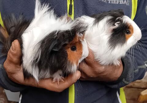 Meerschweinchen