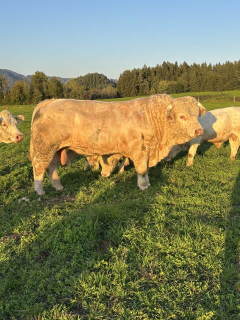 Verkaufe Charolais-Zuchtstiere