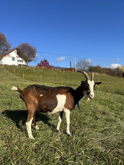 Tauernschecken Bockmutter