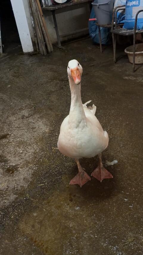 Weiße Gans