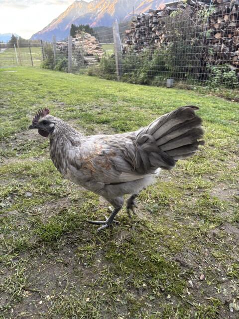 Lavender Araucana