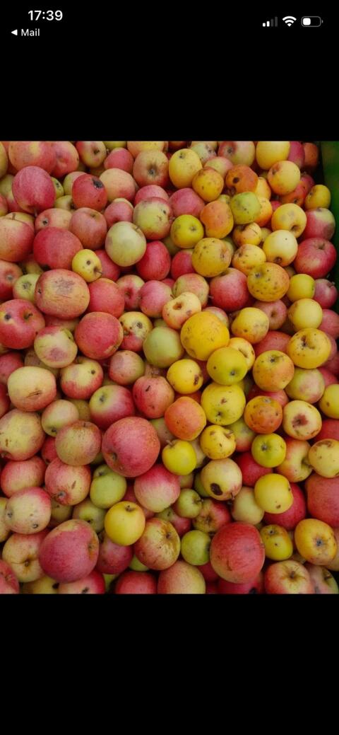 Pressobst Äpfel, Streuobst