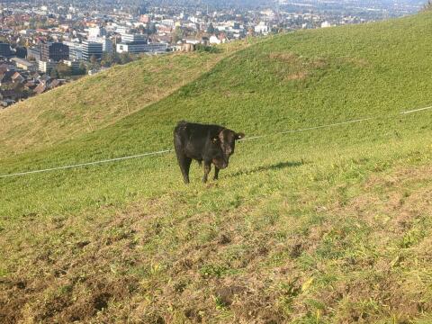 Stierkalb