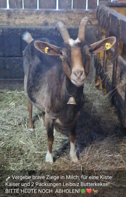 Vergebe brave Ziege!