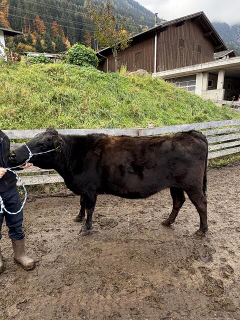 Wagyu-Kuh