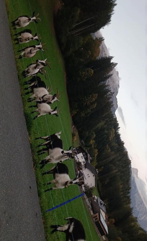 Hb Pfauenziegen