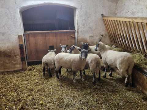 Kleine, feine englische Frauengang (Herdwick x Kerry Hill)