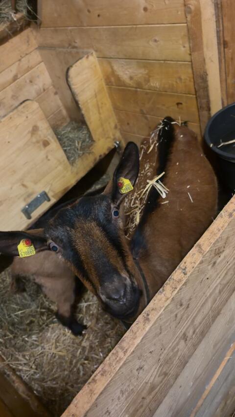 Ggz Ziege mit Kitz