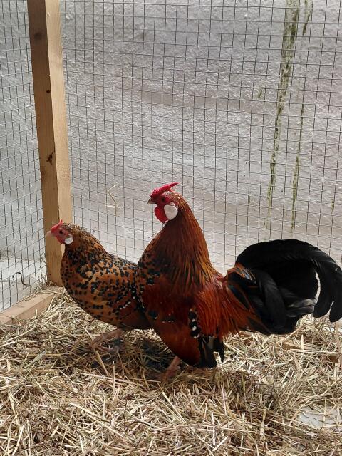 Bantam-Zwerghühner gold-porzellanfarbig