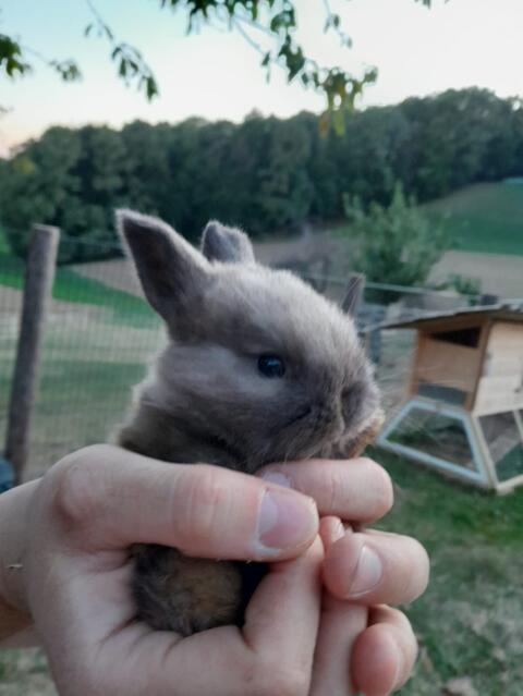 Mini Lops