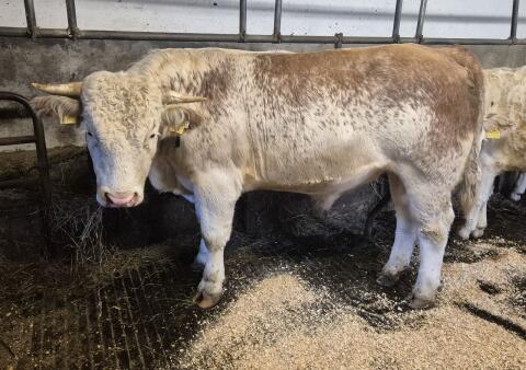 Stier