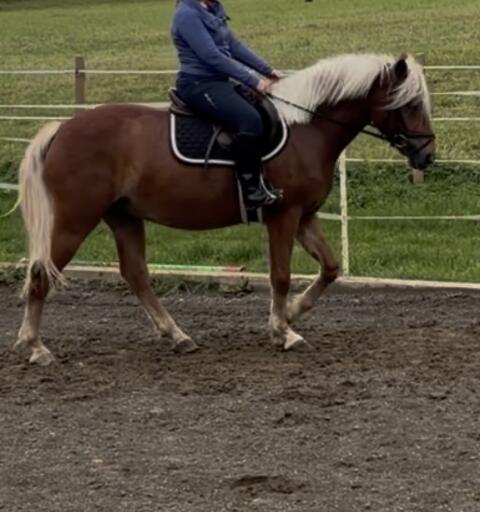 Hübscher dunkler Haflinger-Wallach
