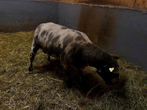 Bonte Schapen
