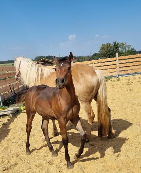 Araber-Haflinger Hengstfohlen Bundessieger