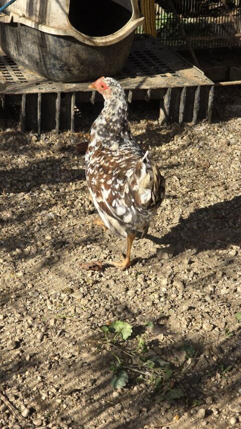 Blumenhuhn 1:1