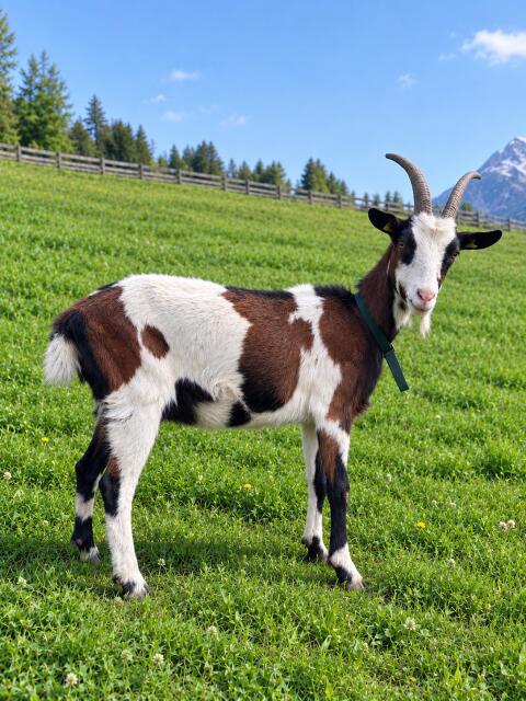 Tauernschecken-Ziege