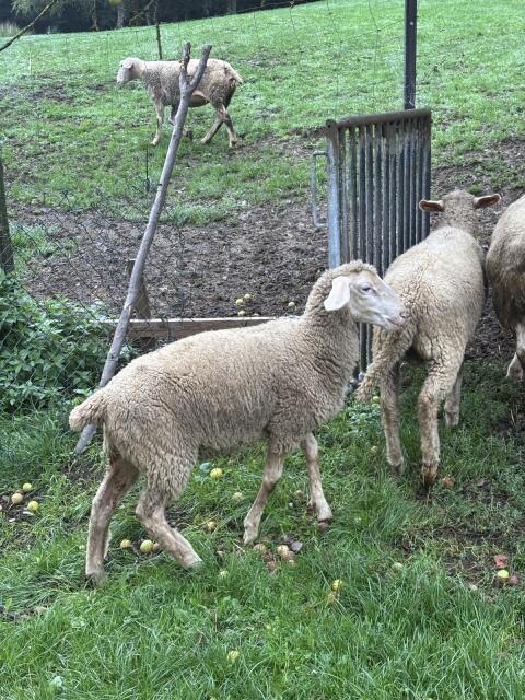 Reinrassiges Merino-Jungschaf