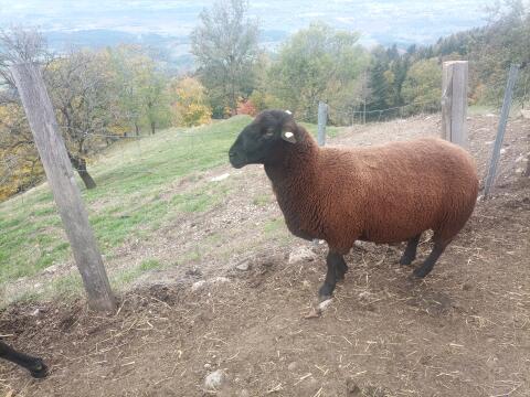 Jura-Widder-Bock mit und ohne Zuchtpapiere