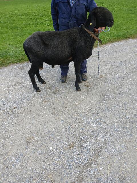 Schwarzer Bergschafbock