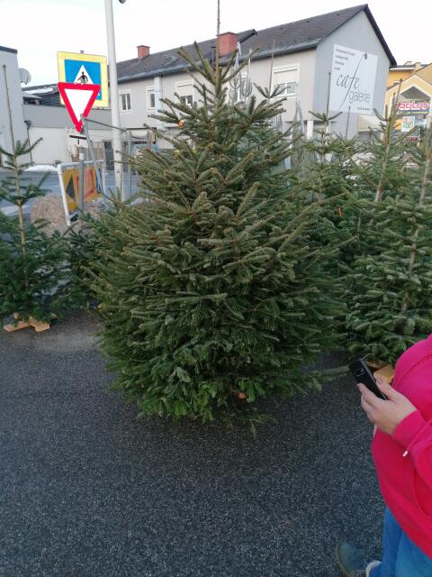 Christbäume von 1–6 m