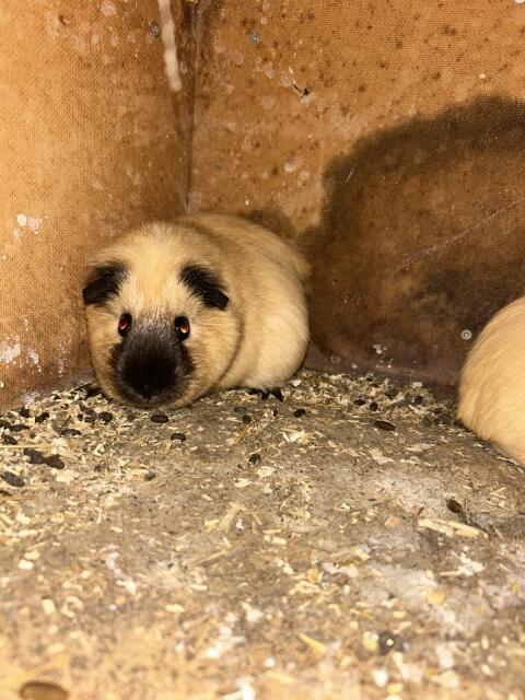 Meerschweinchen