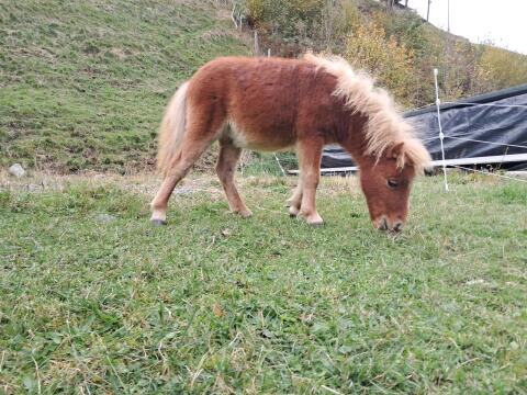 Mini-Shetland-Pony-Hengst