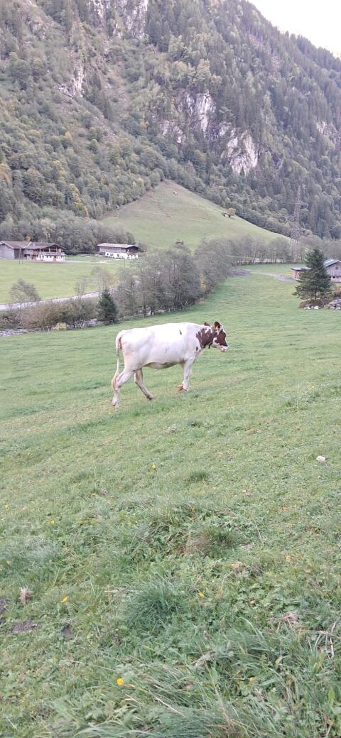 Verkaufe Kalbin
