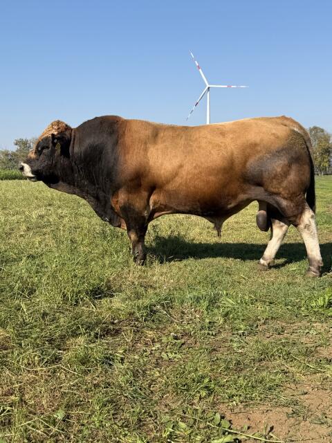 Aubrac „hornlos“ Genetik, Jungstiere