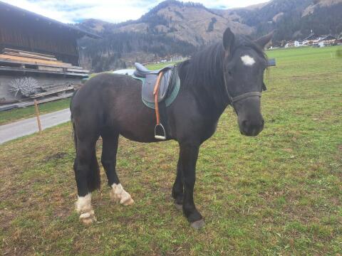 Noriker-Wallach