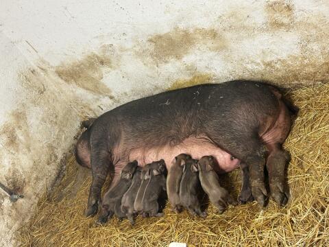 Duroc-Ferkel
