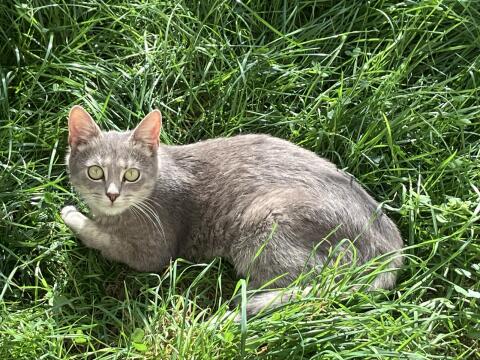 Katze, Europäisch Kurzhaar, kastriert, geimpft