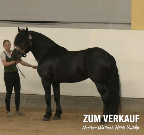 Noriker-Wallach Rappe