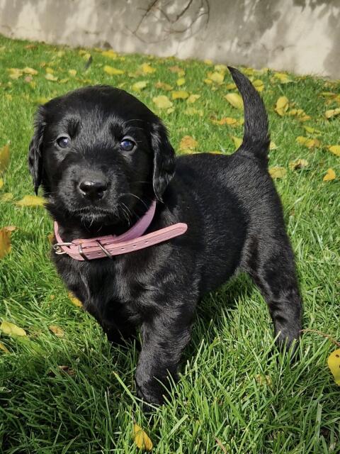 Flat Coated Retriever x Golden Retriever Welpen