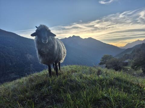 Alpines Steinschaf