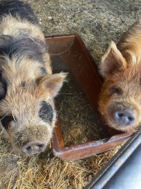 Kune-Kune-Schweine