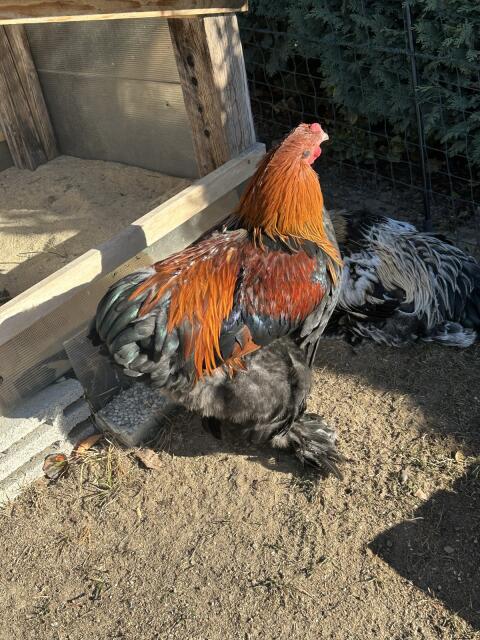 Brahma-Junghähne
