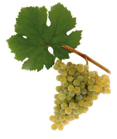 Qualitätswein, GV Wagram