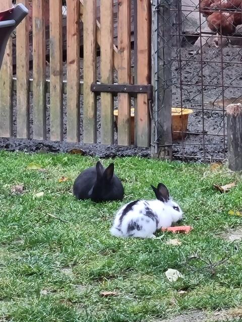 Süße Kaninchen