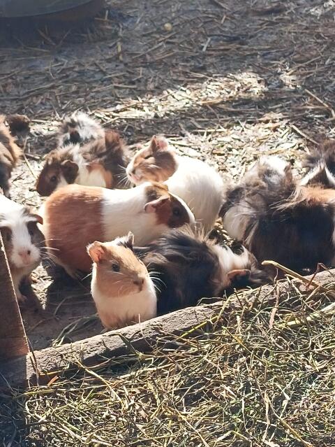 Meerschweinchen, kurz- oder langhaar